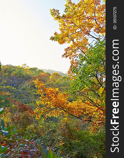 The autumn scenery of Zu mountain