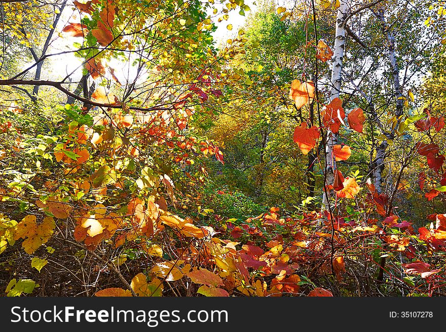 The red leaves of Zu mountain