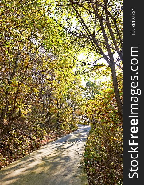 The Path And Autumn Trees Shadow Of Zu Mountain