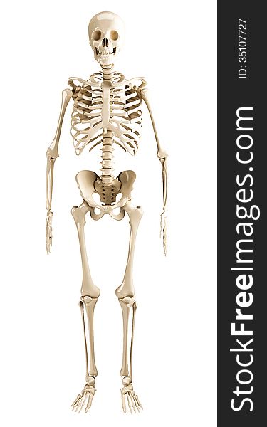 Human skeleton on white background