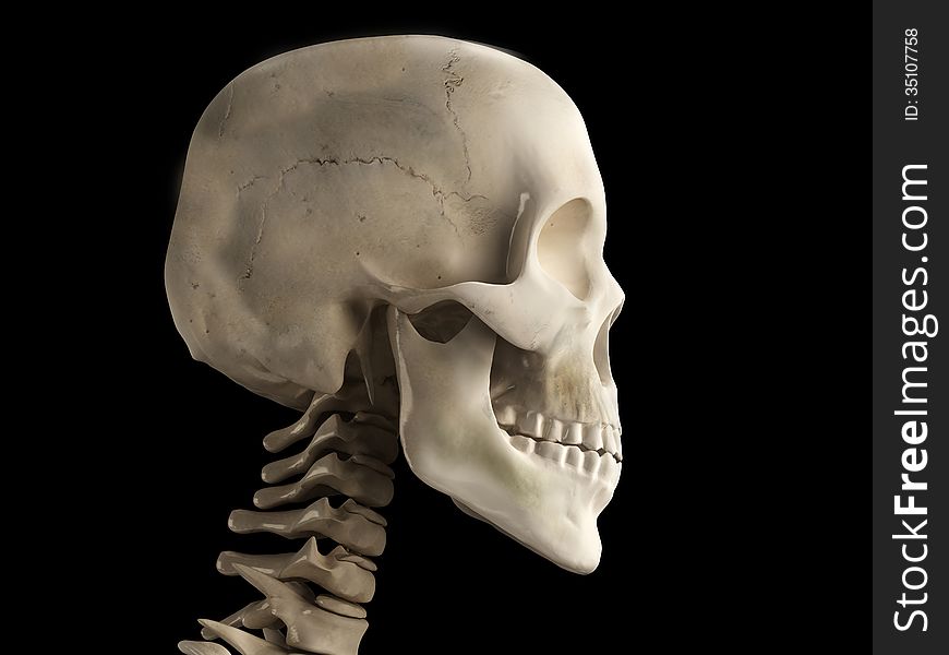 Human skull on black background