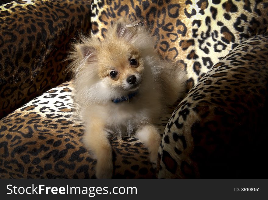 Small Pomeranian puppy sitting on Leopard spotted chair. Small Pomeranian puppy sitting on Leopard spotted chair