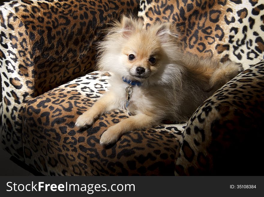 Small Pomeranian puppy sitting on Leopard spotted chair. Small Pomeranian puppy sitting on Leopard spotted chair