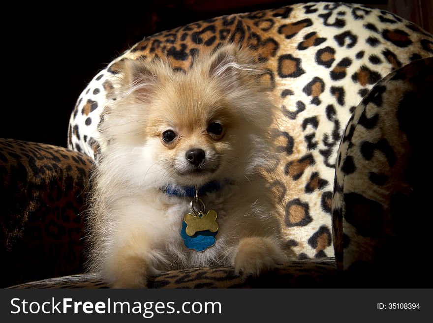 Small Pomeranian puppy sitting on Leopard spotted chair. Small Pomeranian puppy sitting on Leopard spotted chair