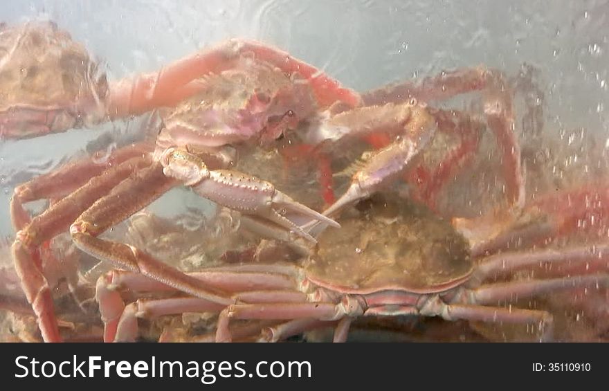 Crabs In An Aquarium