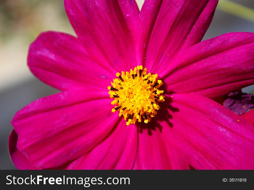A close-up photo of Mexican Aster (Cosmos) bright pink flower (macro). A close-up photo of Mexican Aster (Cosmos) bright pink flower (macro)