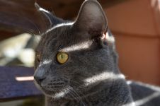 Young Grey Cat Royalty Free Stock Photography Young Grey Cat Royalty Free Stock Photography