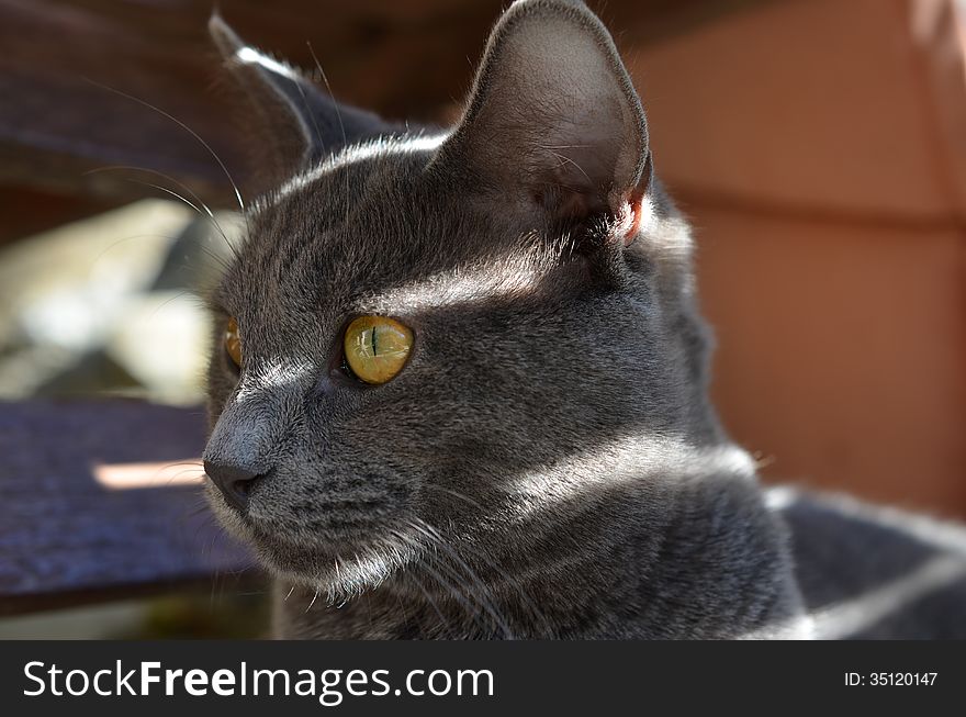 Young grey cat's head, looking at something.