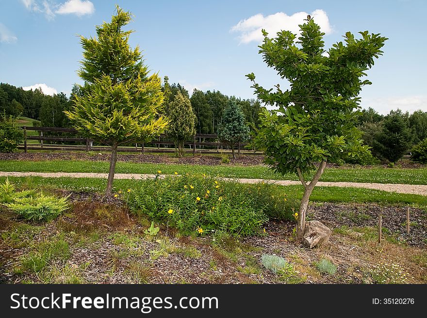 Two green trees in the park