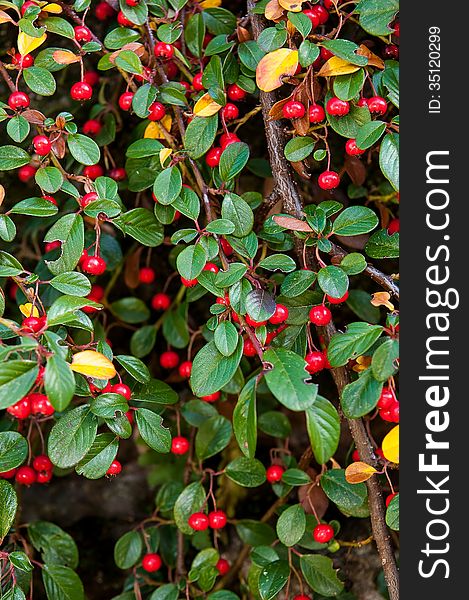 Red berry with green leaves