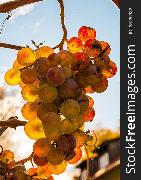 Golden grape against autumn sun