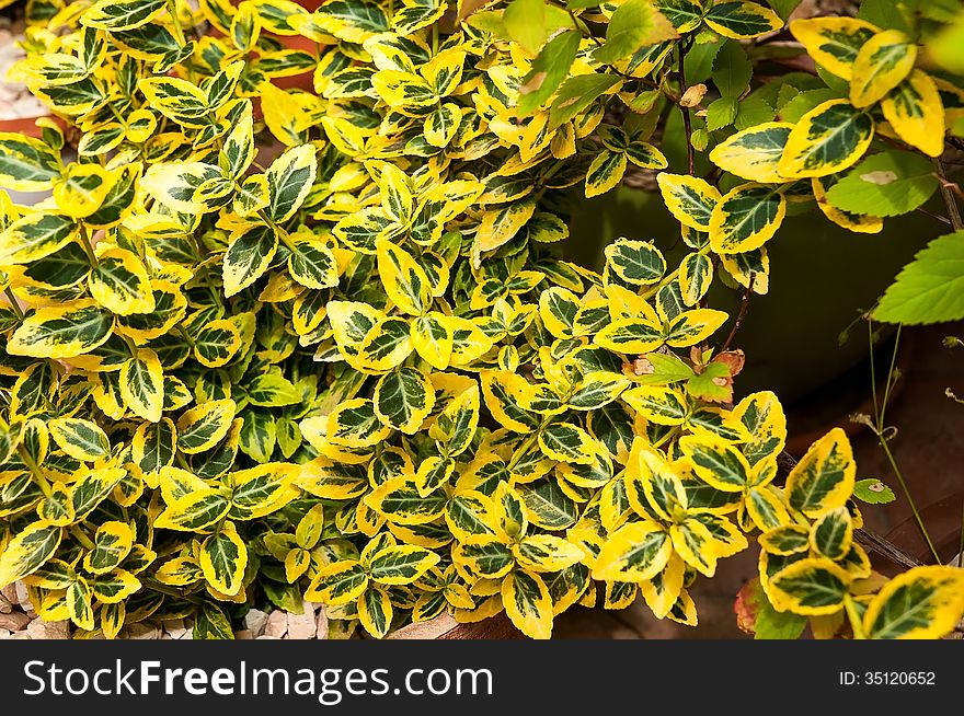 Green and yellow plant in flower pot