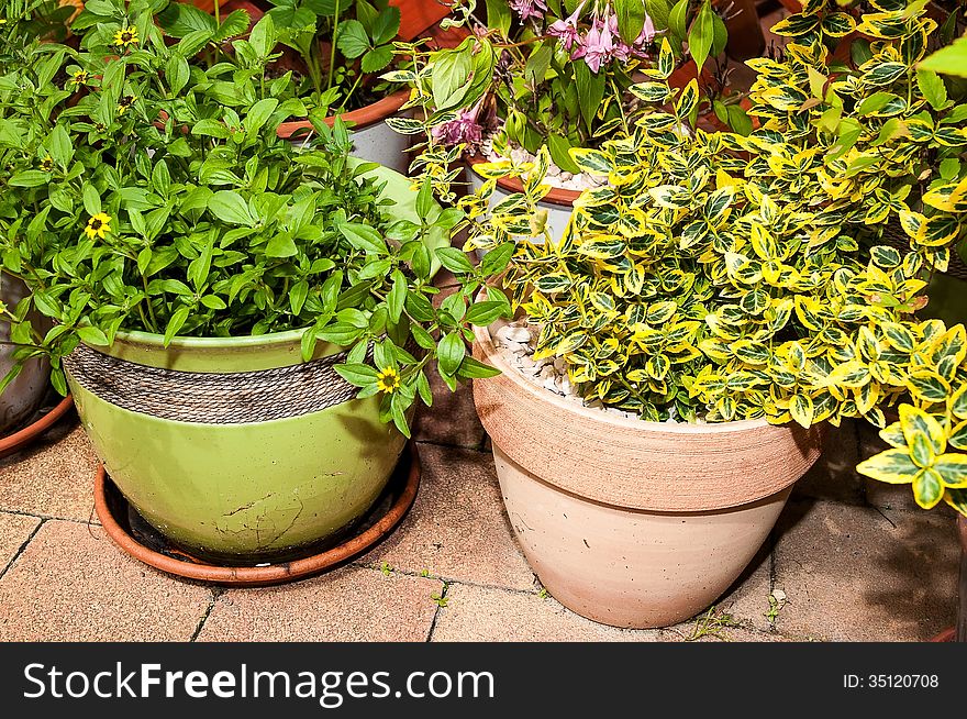 Green plants in flowerpots in the garden