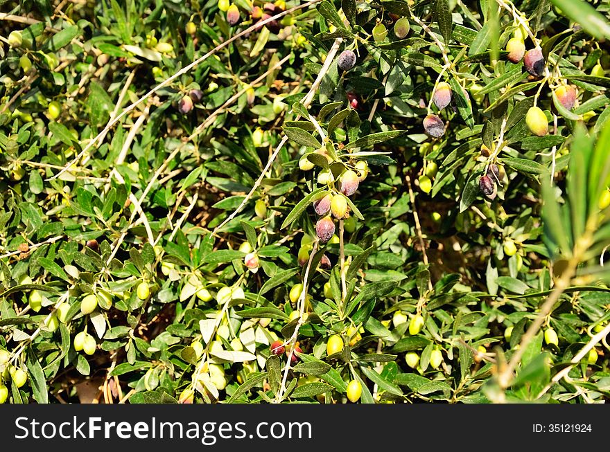 Olive tree on the full background. ripening fruit on the branches of a tree