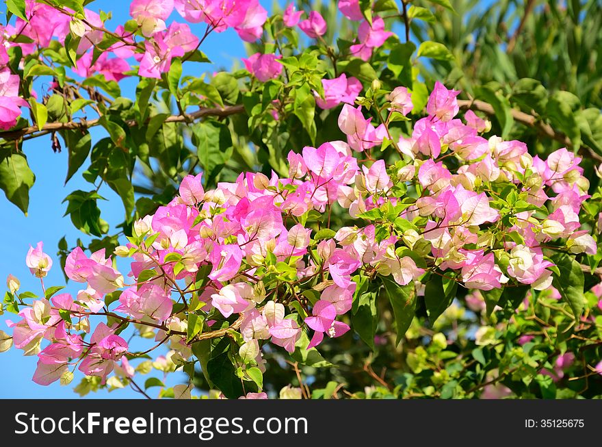 Branch With Pink Flowers And Green Leaves Horizontal