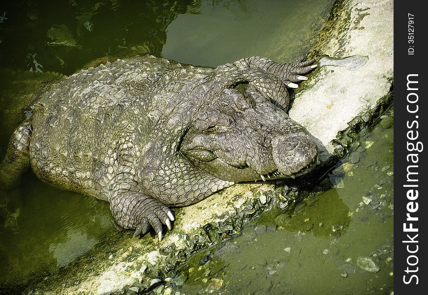 An Alligator basking in the sun, Bhutan