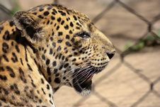 Leopard In Profile Royalty Free Stock Images