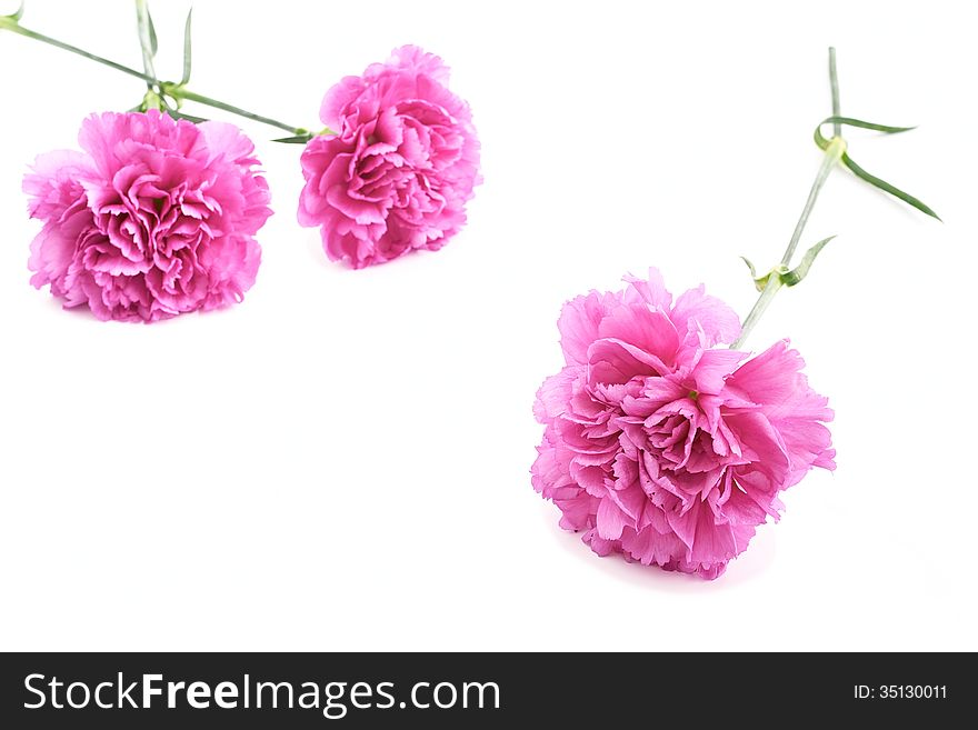 A pink carnation lying in the foreground and two others in the background. A pink carnation lying in the foreground and two others in the background