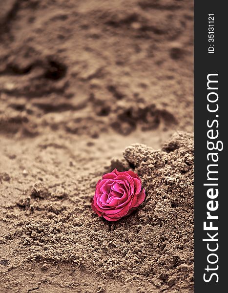 Rose in the sand