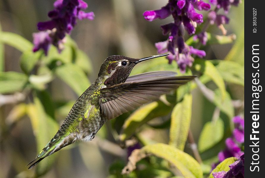 Hummingbird feeding from a purple flower