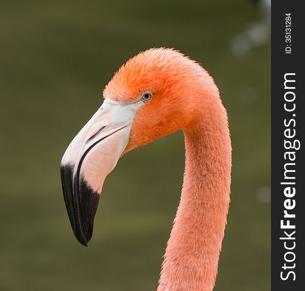 Orange Flamingo posing for photo