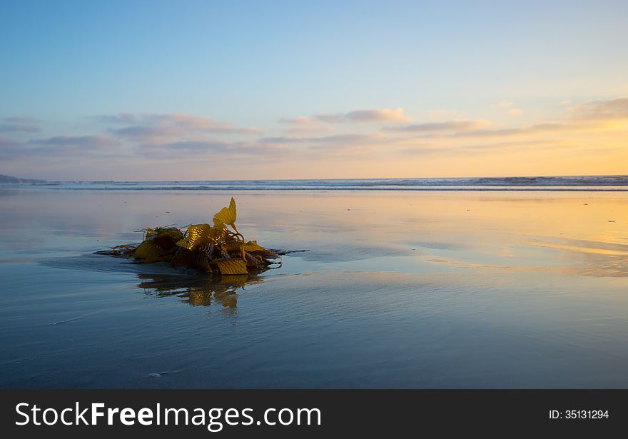 Seaweed at low tide on the beach