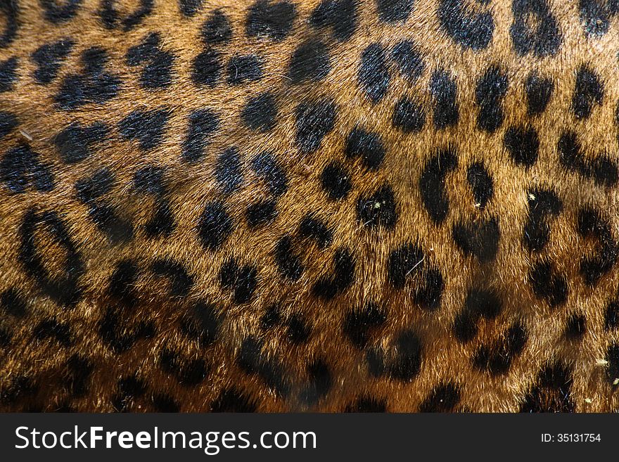 A closeup of a leopards spots. A closeup of a leopards spots