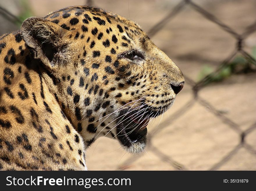 A photo of a leopard in profile