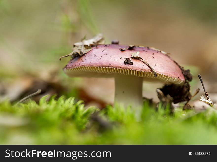 Red mushroom russula in the forest. Red mushroom russula in the forest