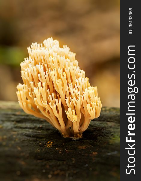 Coral mushroom (Ramaria formosa) close-up. Coral mushroom (Ramaria formosa) close-up