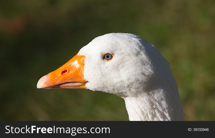 A close picture of a white goose head with a green background