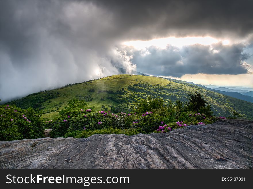 The rhododendron blooms of June in the highlands of Tennessee and North Carolina border. The rhododendron blooms of June in the highlands of Tennessee and North Carolina border.