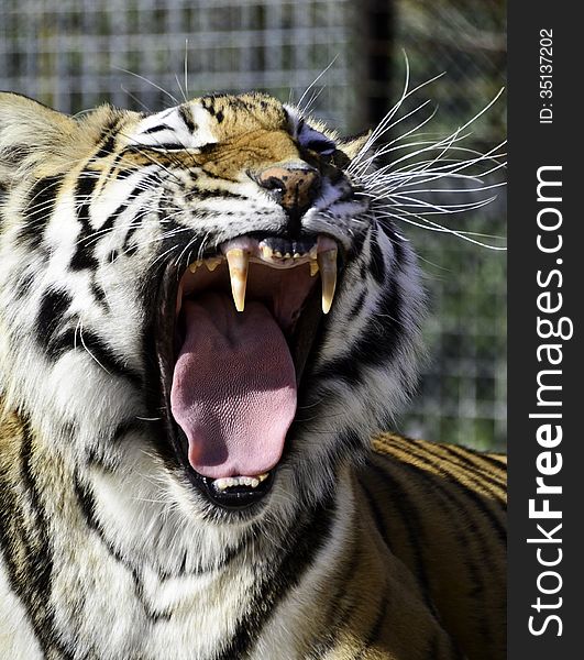 A Tiger yawns in his enclosure. A Tiger yawns in his enclosure.