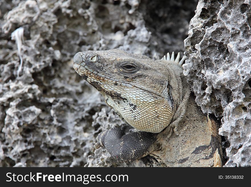 This Iguana was well camouflaged and soaking up the sun in the cliffs of the Tulum Ruins. I was able to get quite close but could not get him to smile. This Iguana was well camouflaged and soaking up the sun in the cliffs of the Tulum Ruins. I was able to get quite close but could not get him to smile.