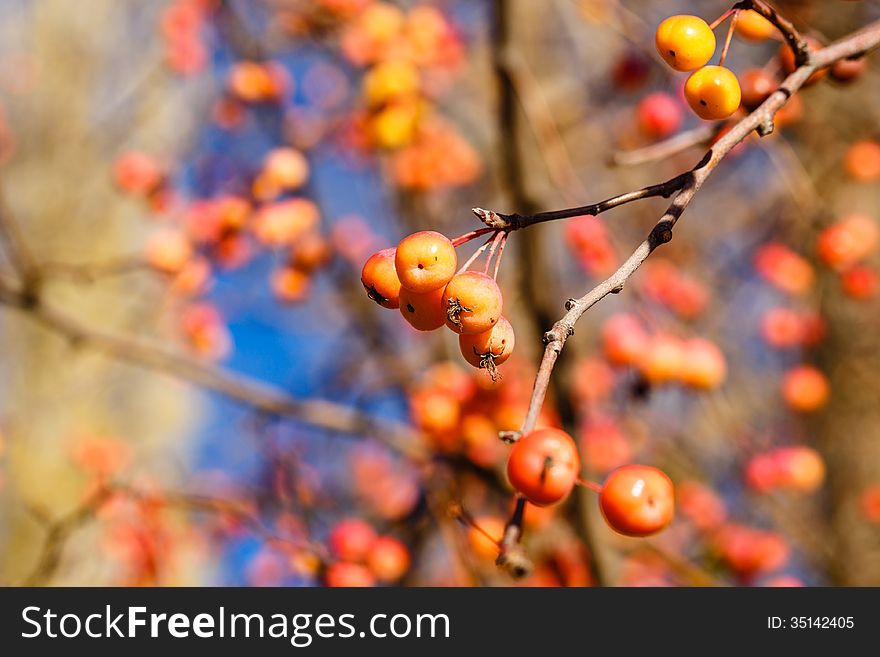 Berries and branches in the autumn forest close-up shot