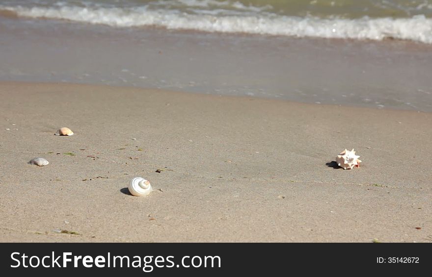 Sandy beach. View slides along the surf line, seashell and stops at the empty white plate A4. Two starfishes are near. This is the place for your advertising. Sandy beach. View slides along the surf line, seashell and stops at the empty white plate A4. Two starfishes are near. This is the place for your advertising