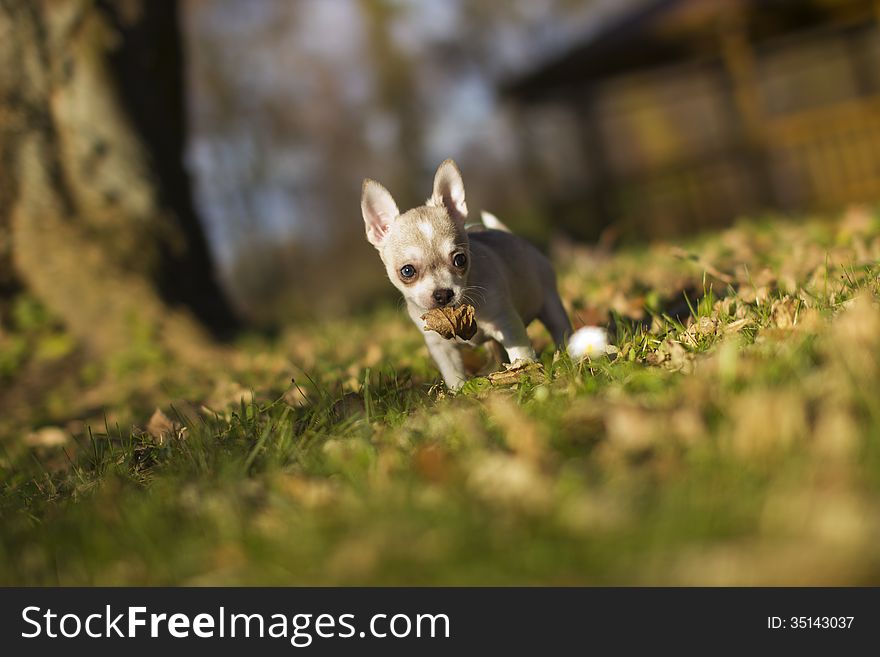 Little Chihuahua Dog