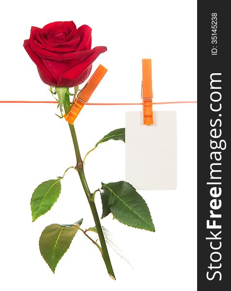 The rose and card hang on a linen rope isolated on the white