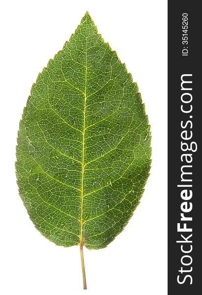 Single leaf of a rose isolated on a white background. Single leaf of a rose isolated on a white background