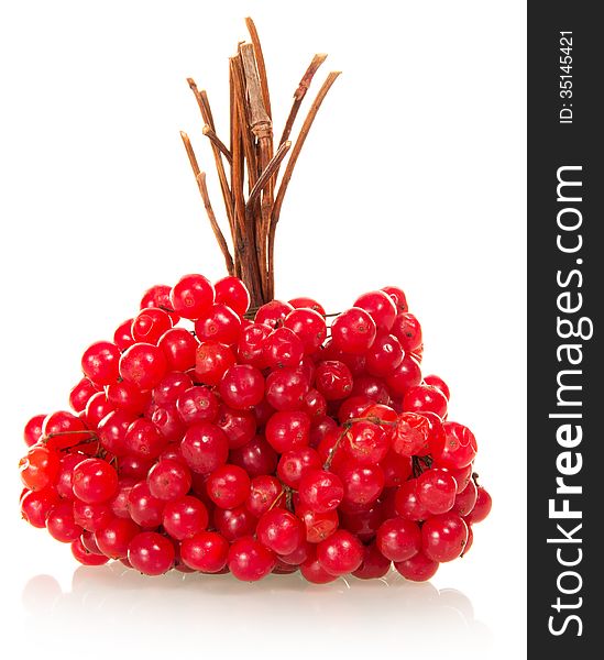 Linking of berries of a guelder-rose isolated on a white background. Linking of berries of a guelder-rose isolated on a white background