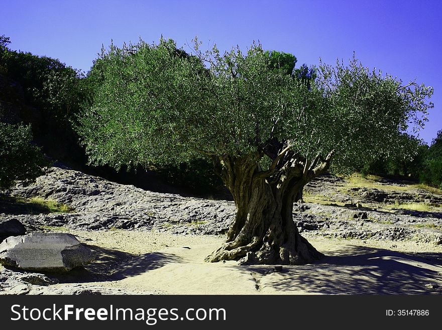 Very old olive tree in the soth of France