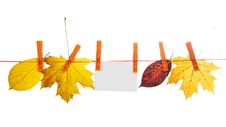 Different Autumn Leaves And Empty Card Hang On A Stock Photography