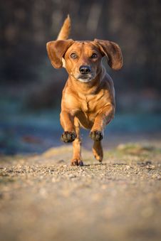 Dachshund Royalty Free Stock Images