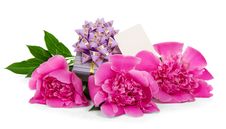 Pink Peonies, The Gift Box Decorated With Ribbon Stock Images Pink Peonies, The Gift Box Decorated With Ribbon Stock Images