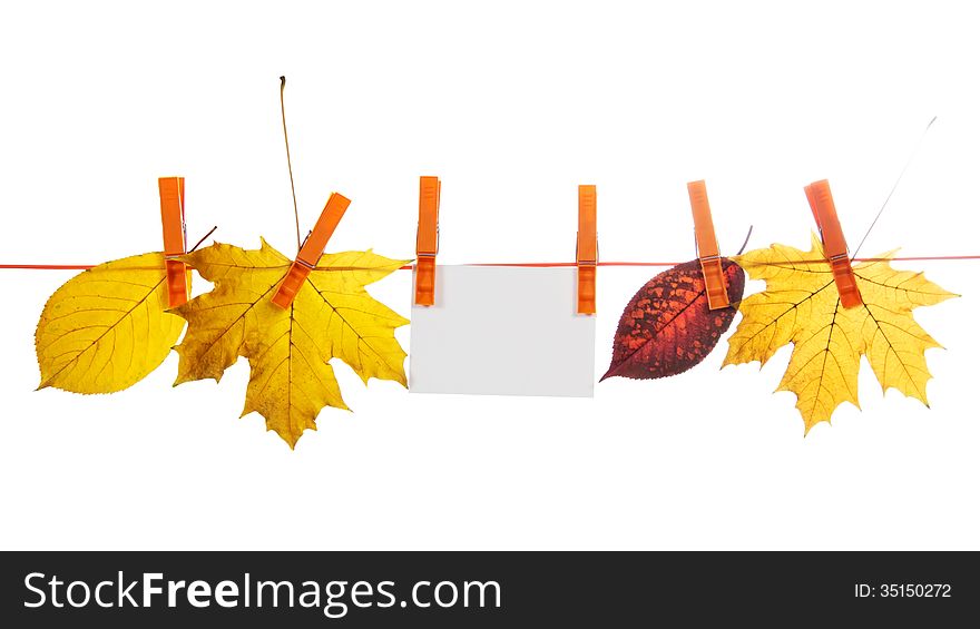 Different autumn leaves and empty card hang on a rope isolated on the white