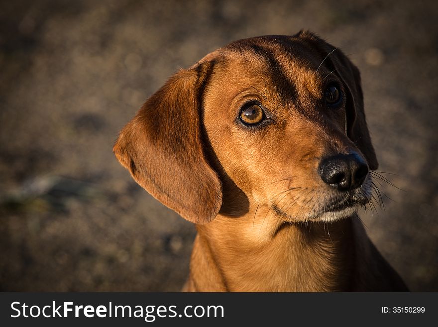 Smooth Dachshund is a small dog