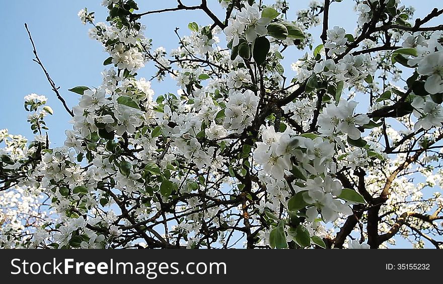 Apple blossom in spring on blue background. Apple blossom in spring on blue background