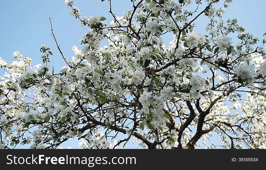 Apple blossom in spring. Apple blossom in spring