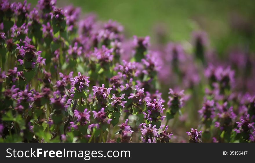 Flowers in the field in the spring