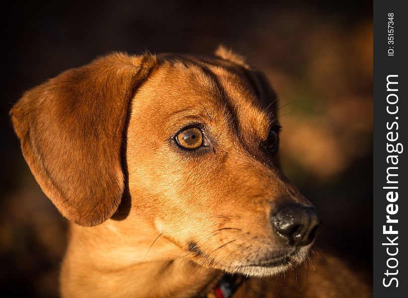 Smooth Dachshund is a small dog